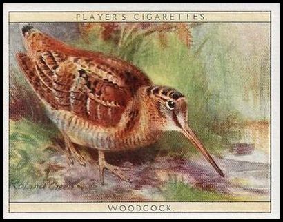 25 Woodcock